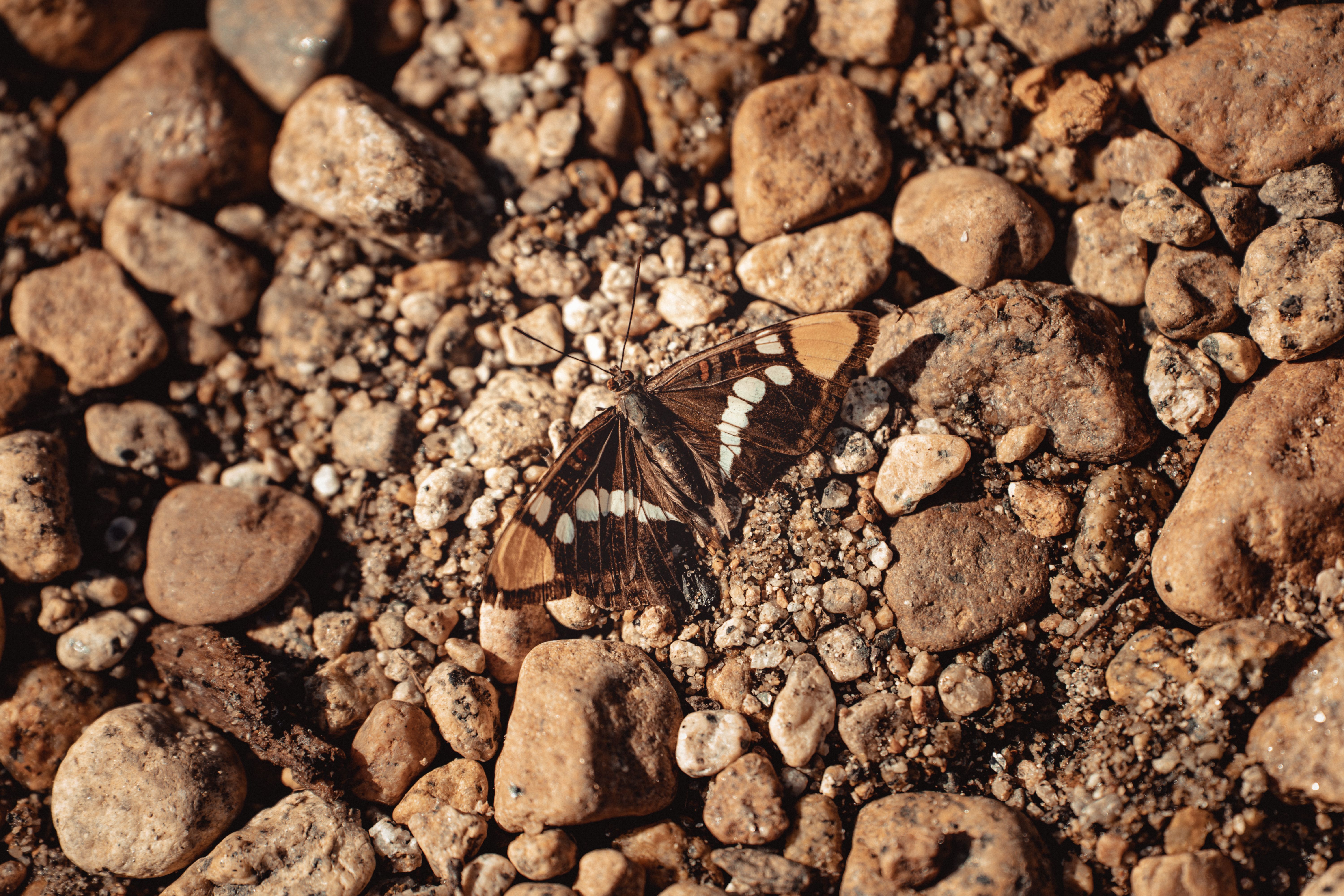 A butterfly on the ground with rocks and gravel · Free Stock Photo