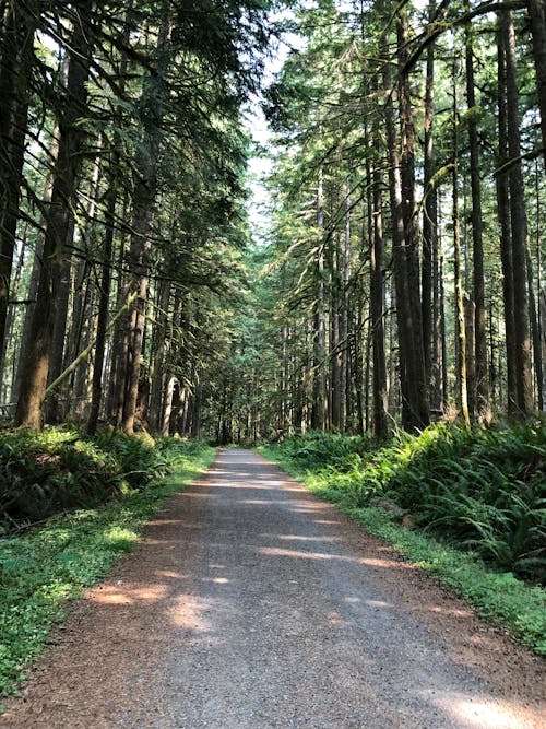 Road Leading through a Sunlit Pine Forest