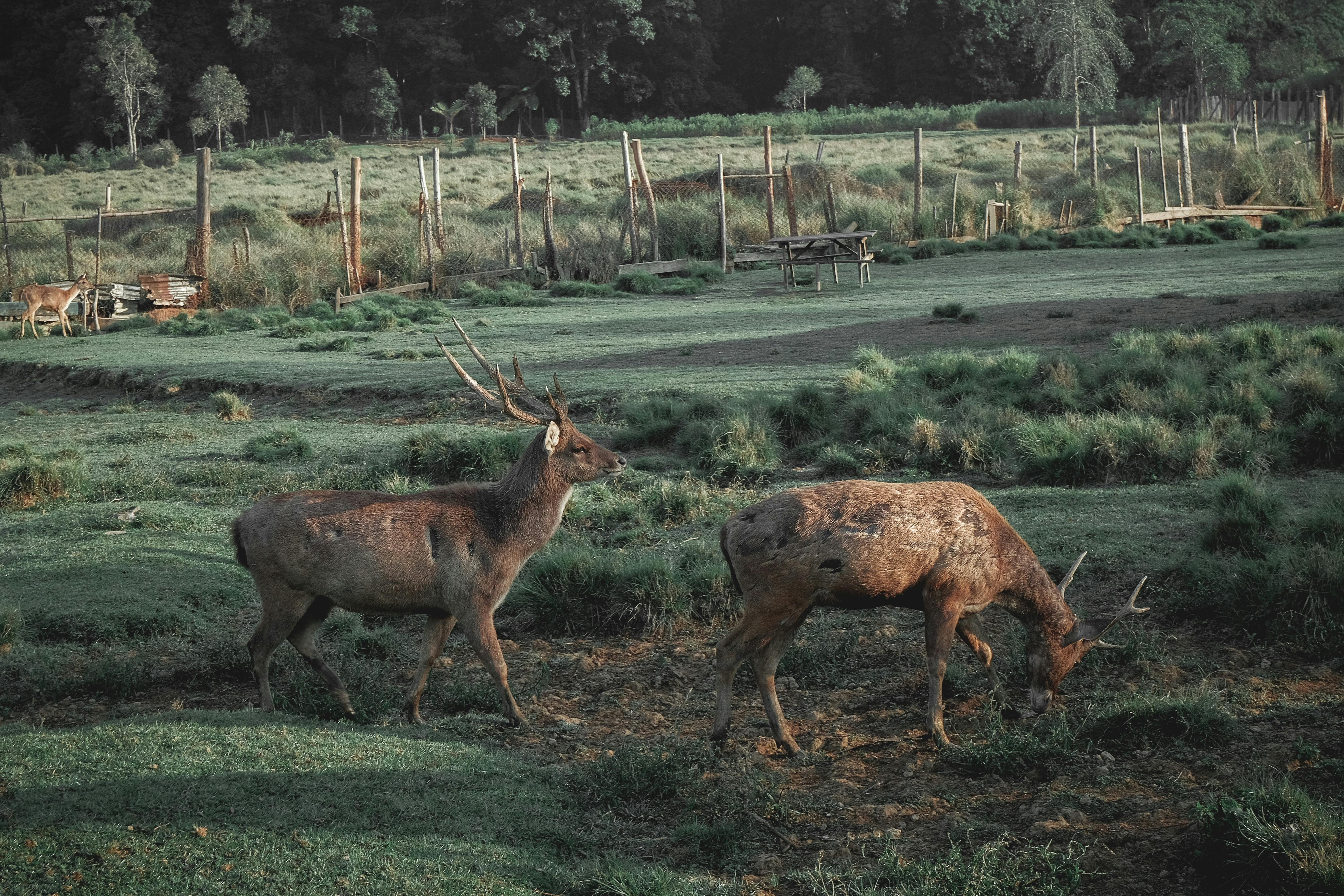 Barasingha Deer Herd - ZooChat