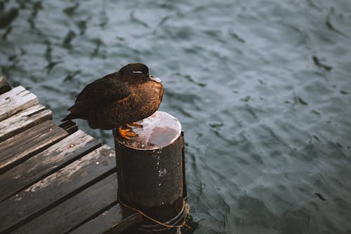 A Duck Sitting on a Pier 