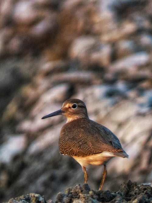 Close-up of a Sandpiper Standing on a Rocky Surface