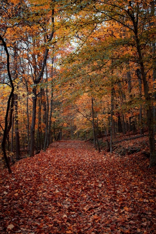 Бесплатное стоковое фото с листопад, осенние цвета, осенняя эстетика