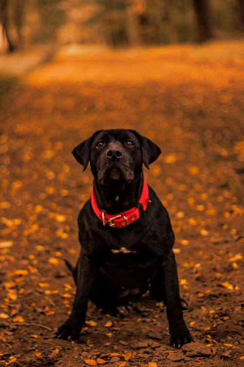 Black Dog on a Path in Fall
