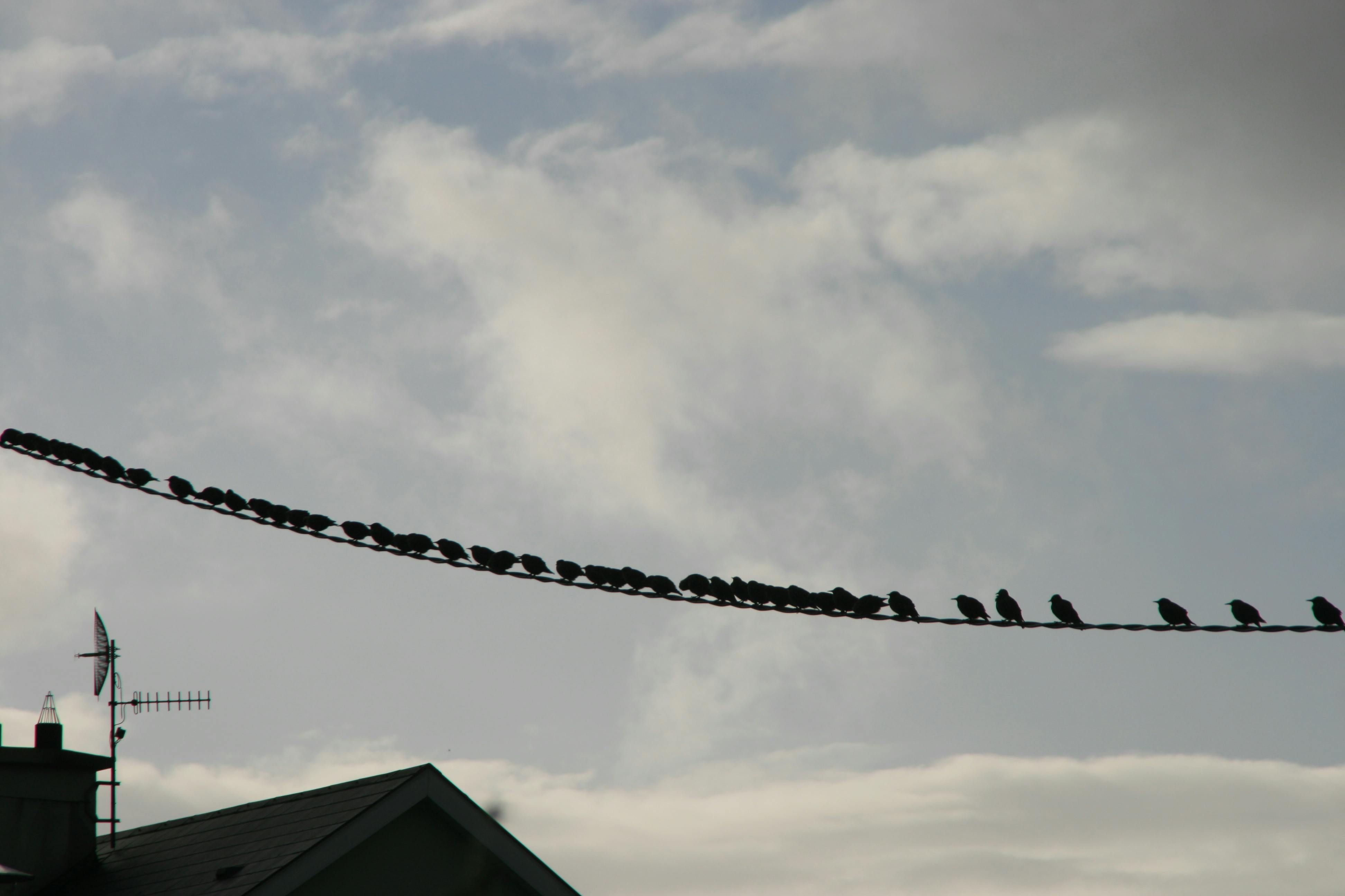 Free stock photo of birds, birds on a wire, cloudy sky