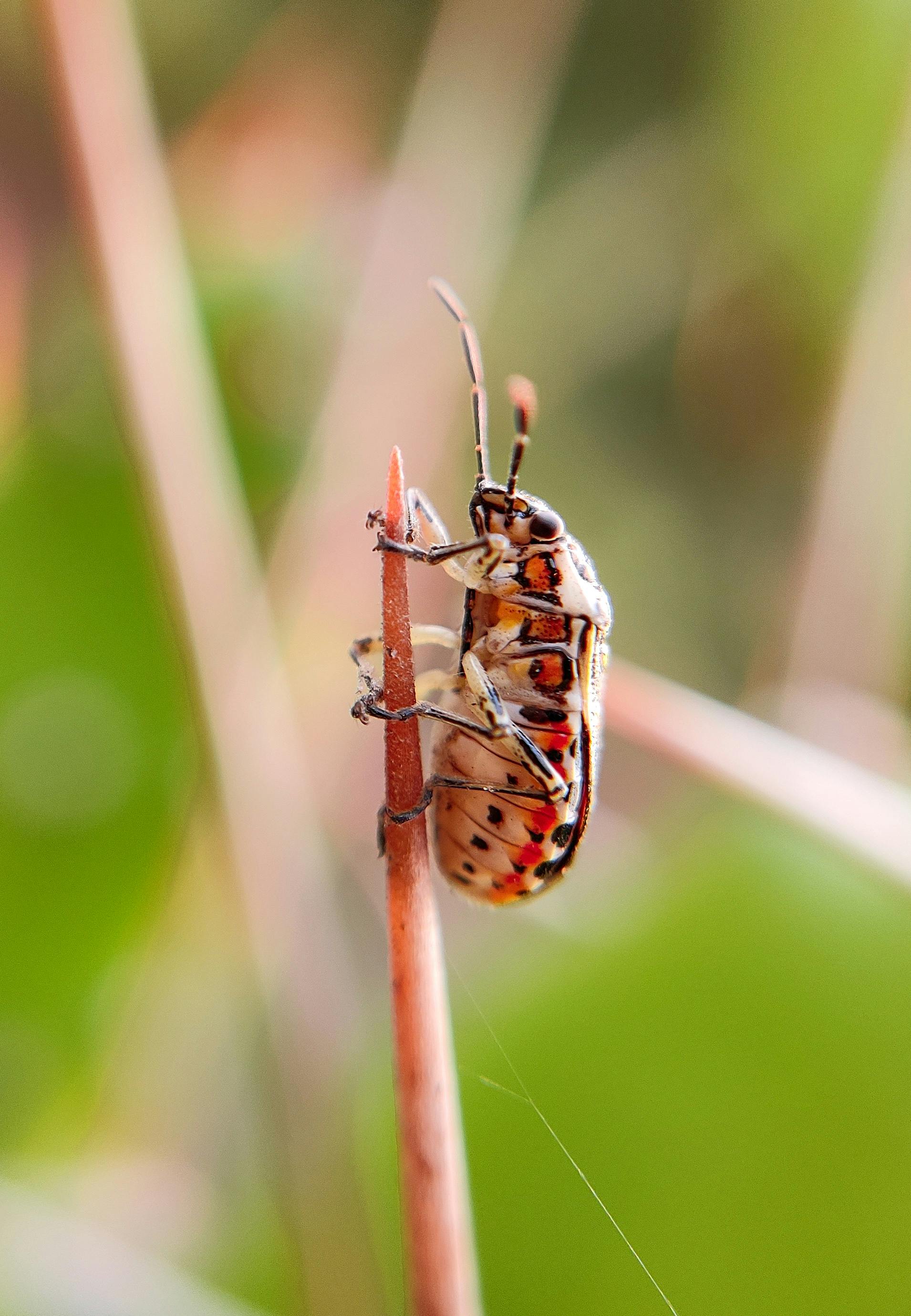 rhinoceros beetle oviposition site