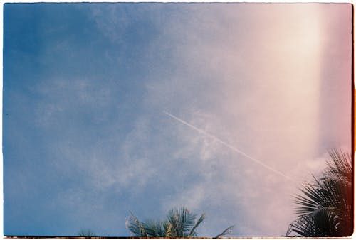 Film Photograph of Palm Trees on the Background of a Blue Sky 