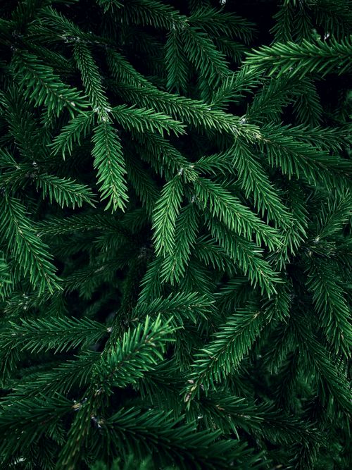 Free Close-up view of vibrant green coniferous branches, showcasing nature's intricate beauty. Stock Photo