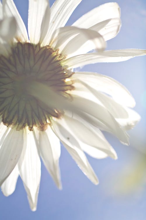 デイジー 夏 夏の花の無料の写真素材