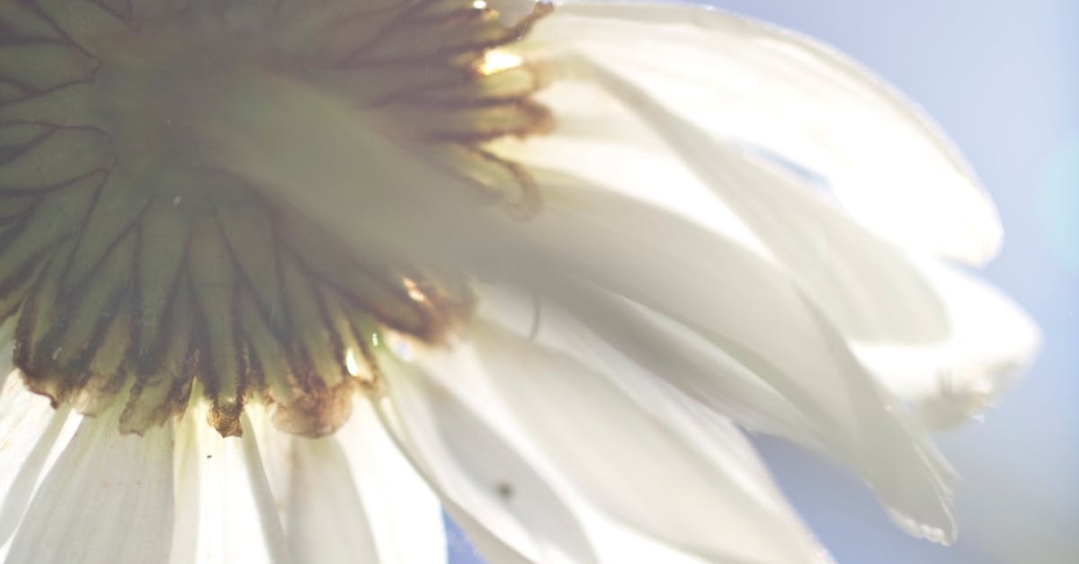 Free stock photo of daisy, flower, summer
