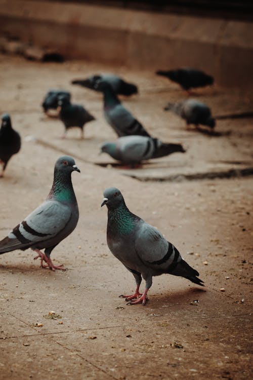 Pigeons on a Pavement