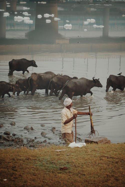 Man with Herd of Cattle by the River 