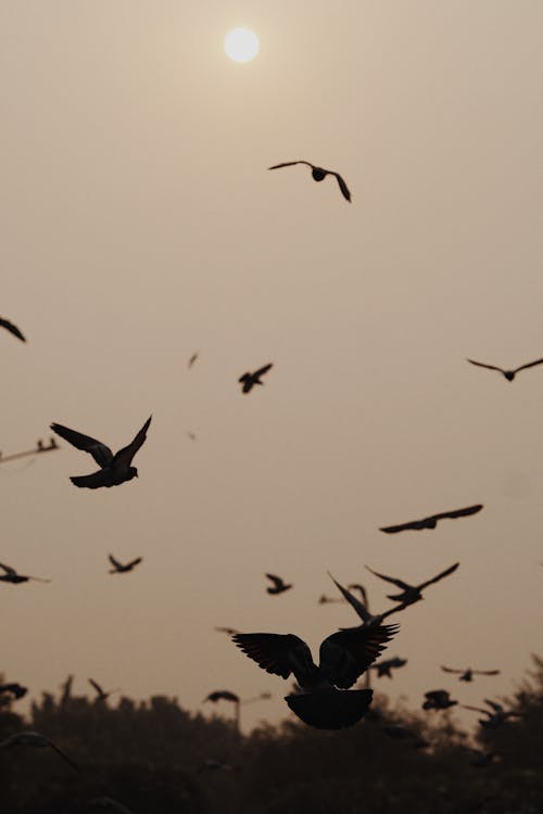 Silhouettes of Birds in the Sky 