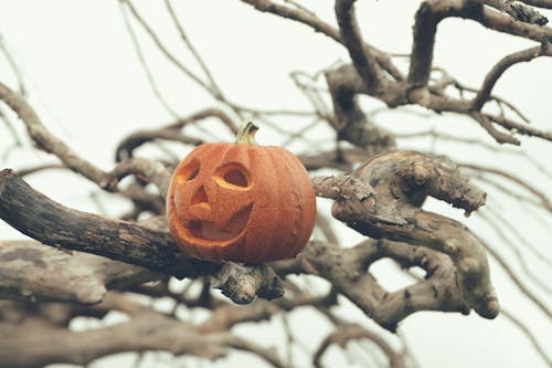 A Carved Pumpkin Standing on a Tree Branch 