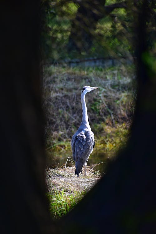 Imagine de stoc gratuită din gray heron, pasăre