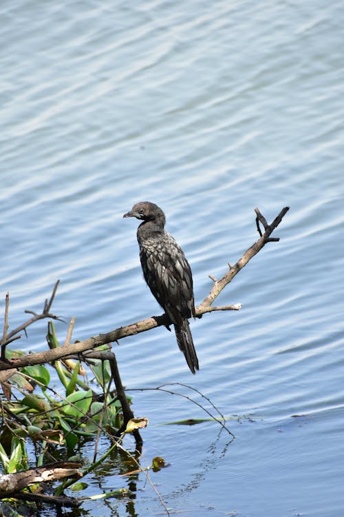 Imagine de stoc gratuită din cormoran pigmeu, creangă, fotografie de animale