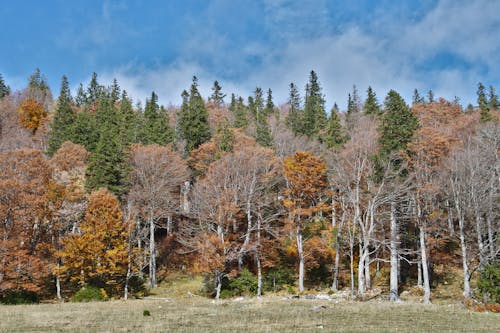 Бесплатное стоковое фото с ветви, голубое небо, деревья