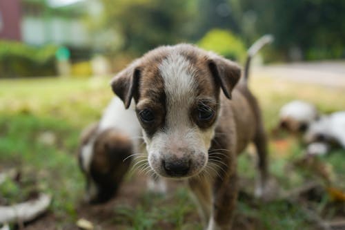 Gratis stockfoto met babyhondje, detailopname, dierenfotografie