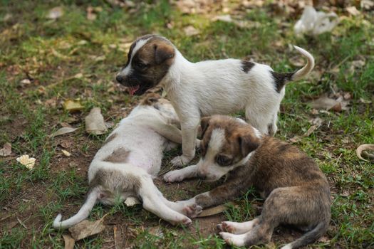 Three adorable puppies playing together in a grassy outdoor park area.