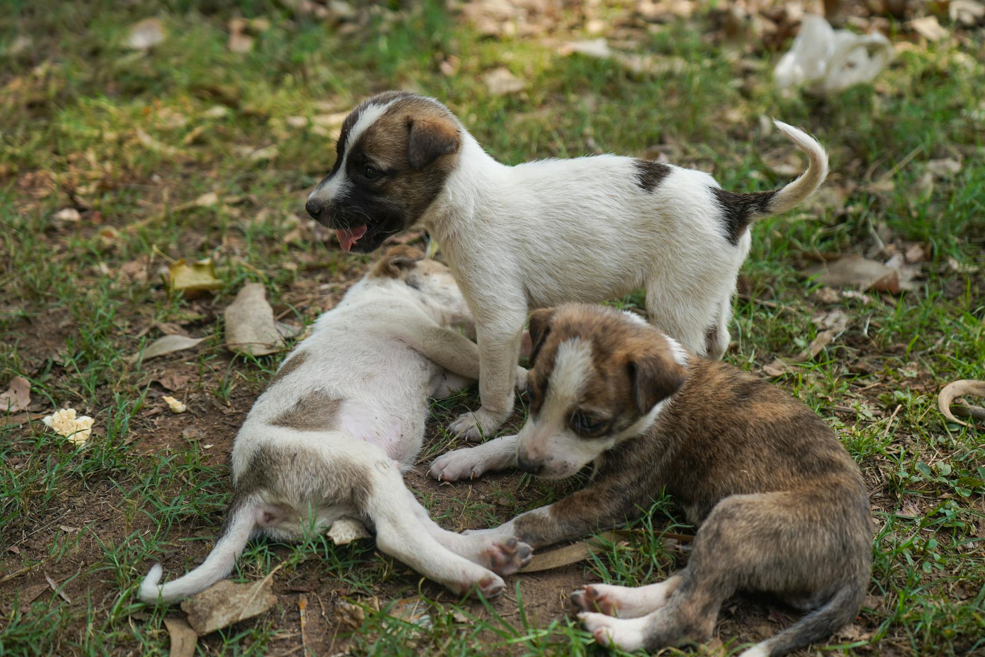 Drie puppy's die buiten spelen