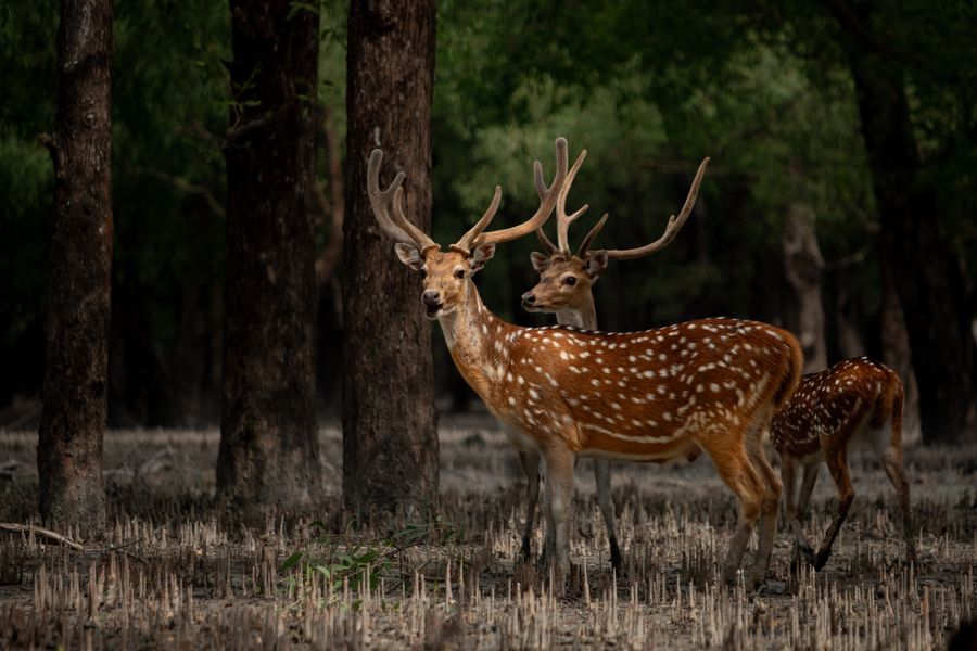 Sundarbans National Park photo 3