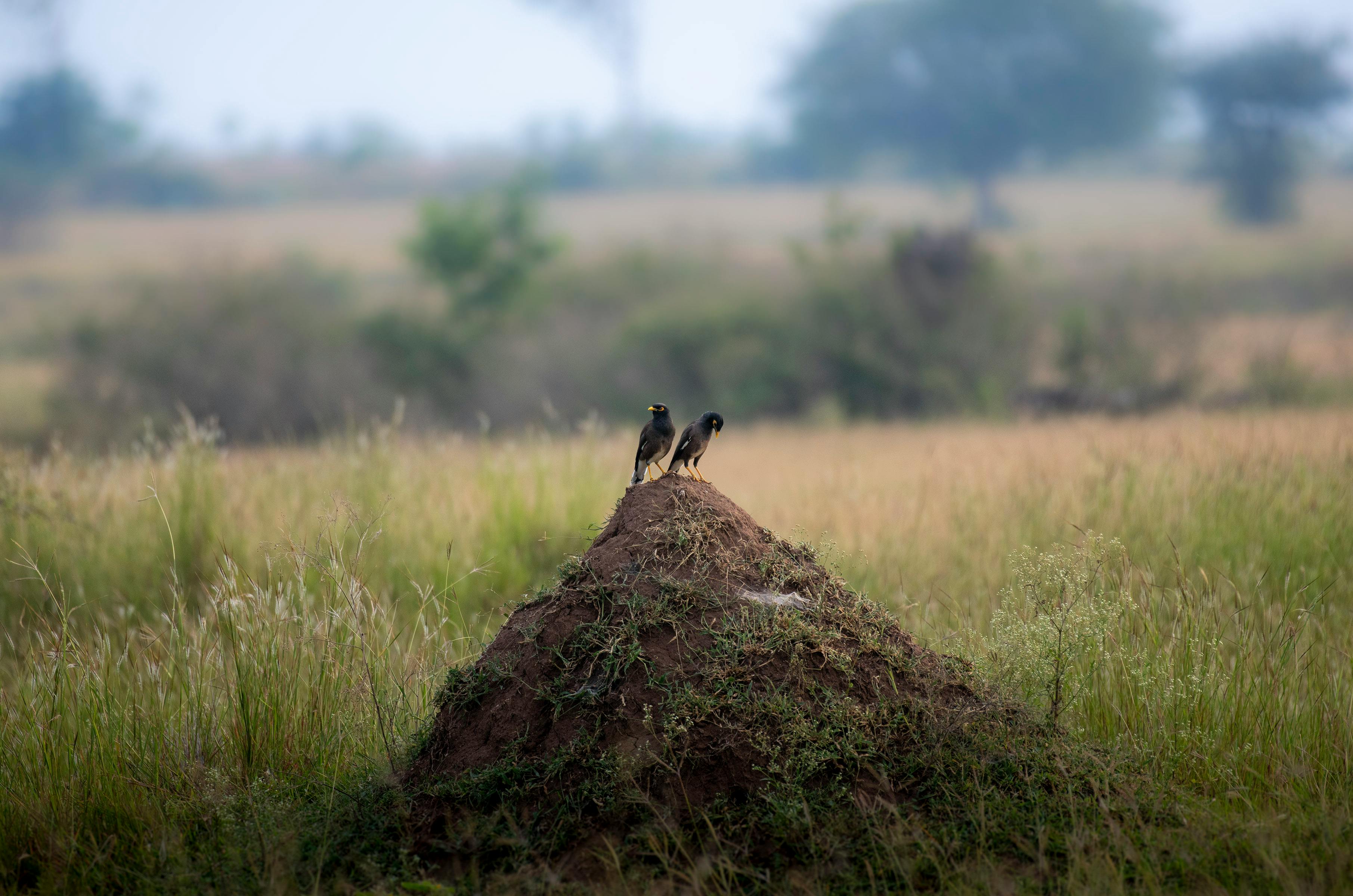 Two birds perched on a termite mound amidst a natural field setting, perfect for wildlife photography enthusiasts.