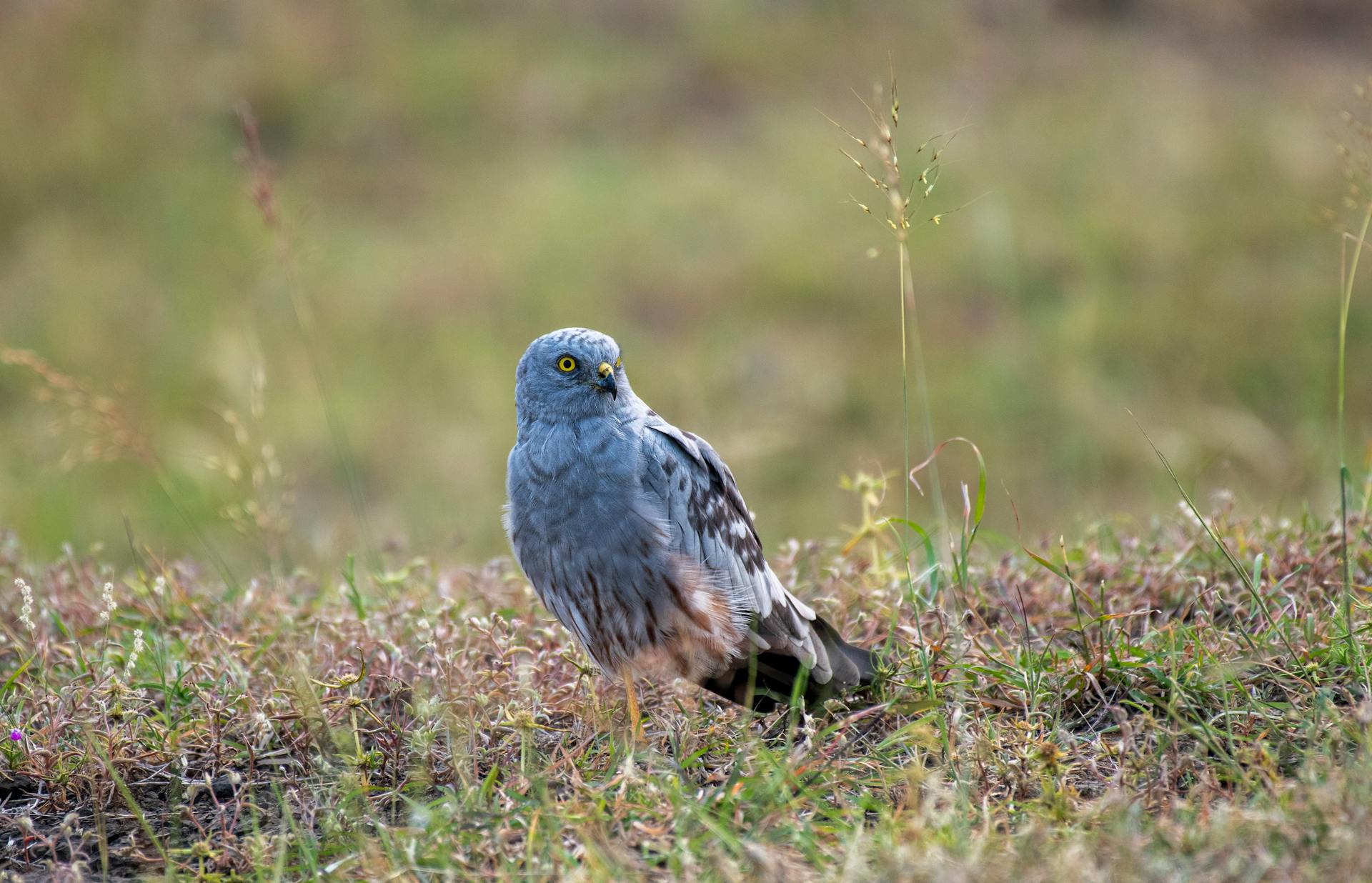 Close-up of a Cinereous Harrier on a Grass Field