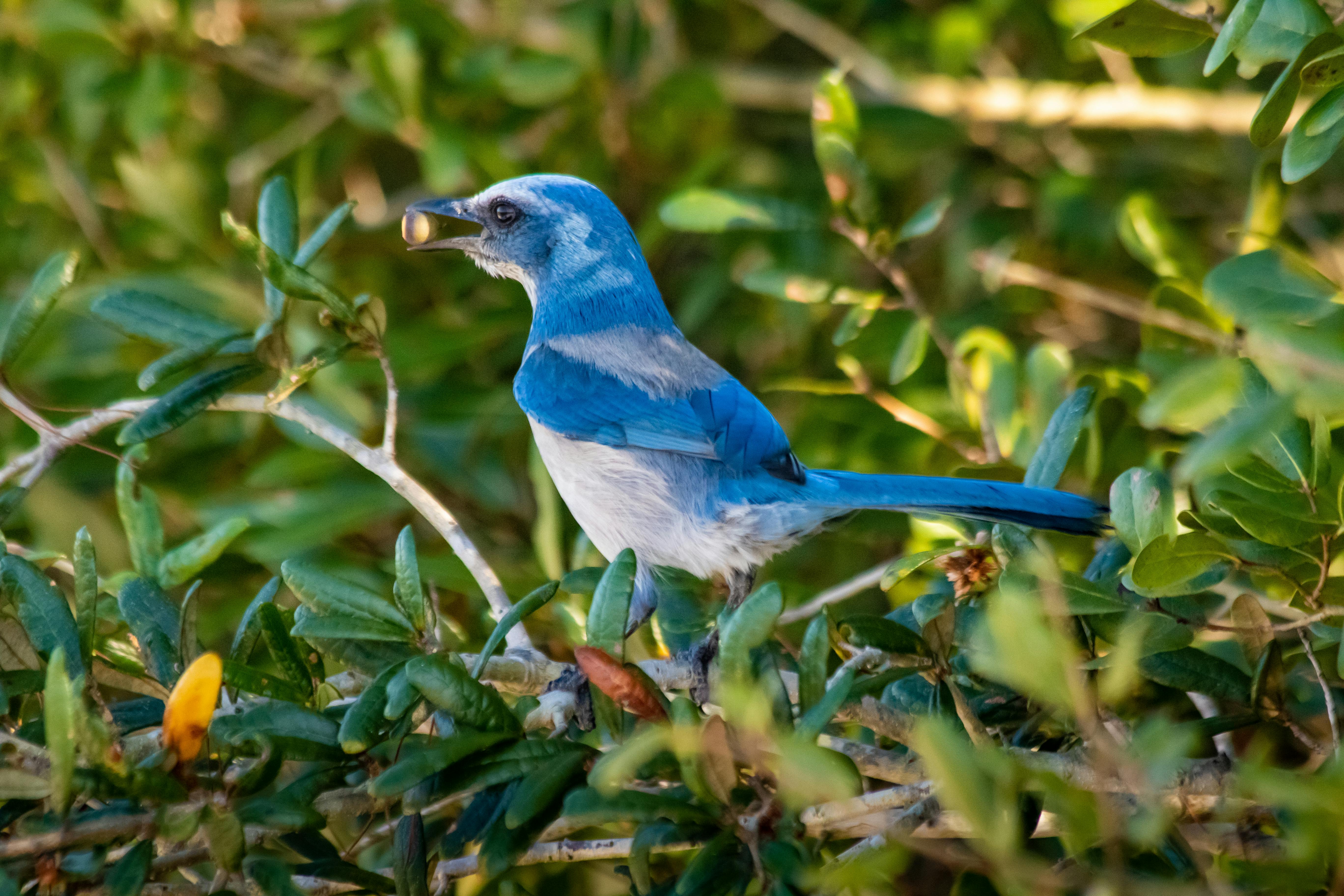 Free stock photo of bird, blue, blue jay