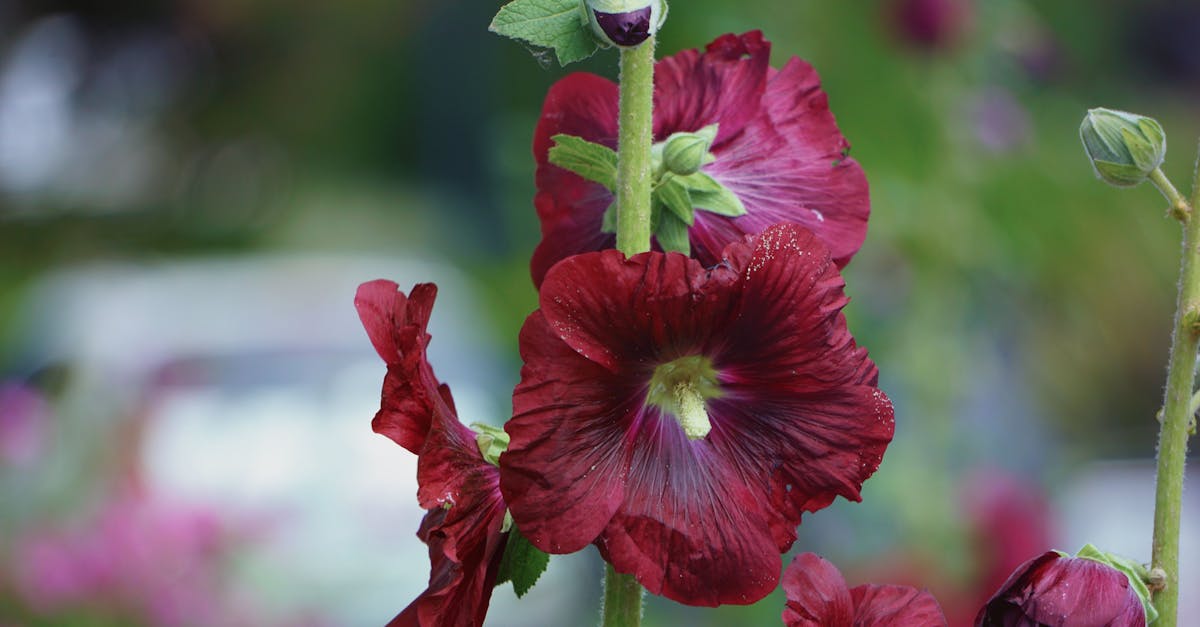 Free stock photo of botanique, couleurs, fleur