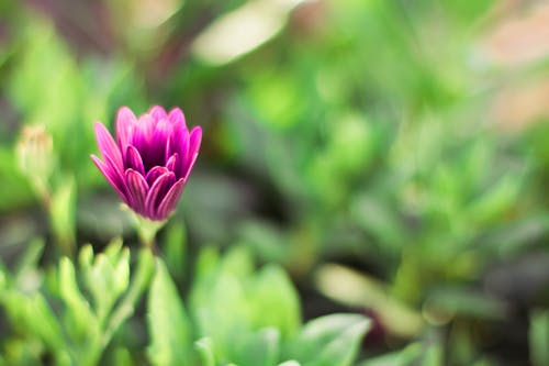 Kostenloses Stock Foto zu blume, bokeh, garten, lila