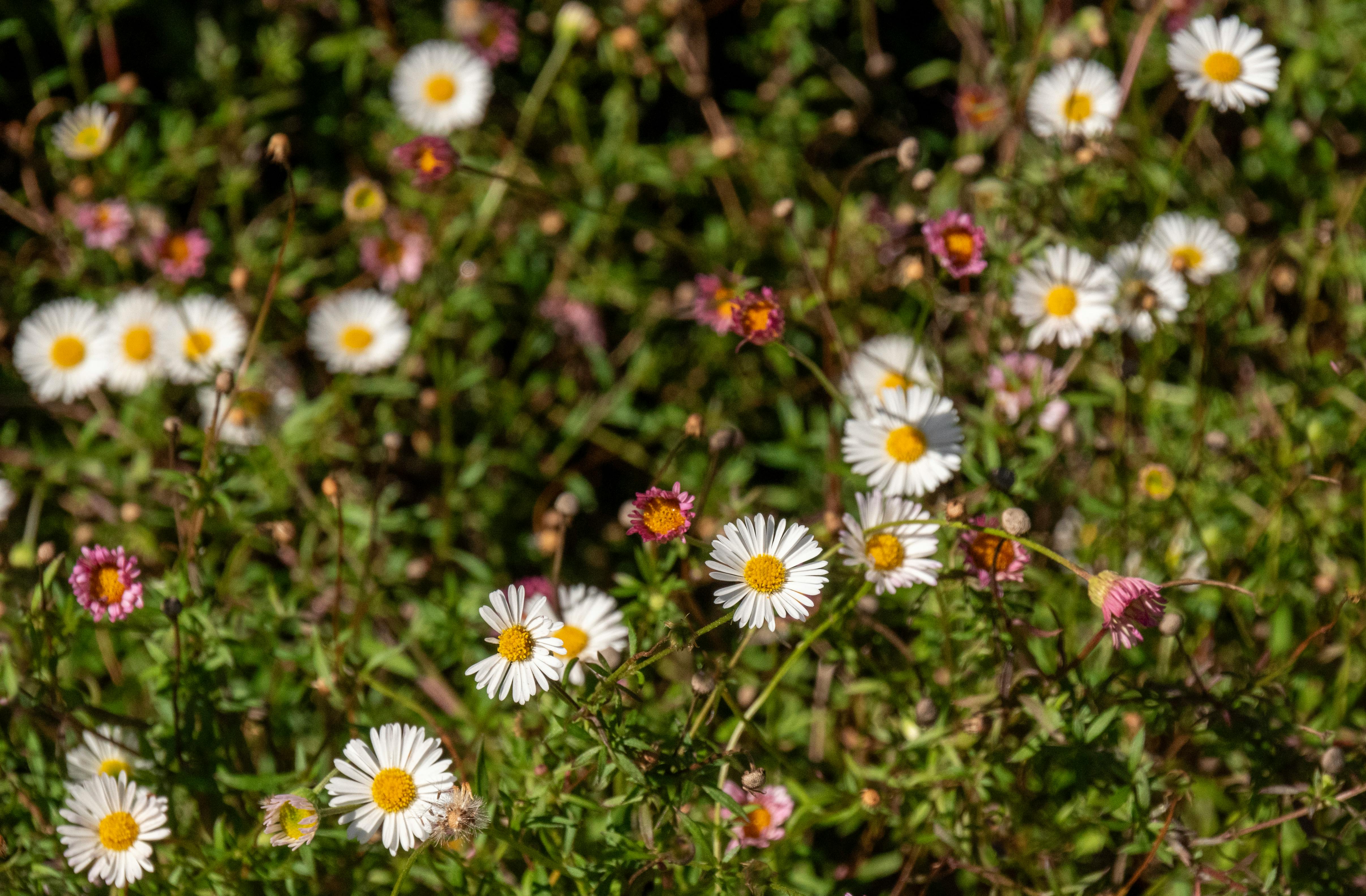 台南蘭花火鶴登東京國際花道博覽 皇室午宴展現國際魅力