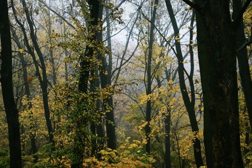 Free A serene misty forest scene with vibrant yellow autumn leaves and towering trees. Stock Photo