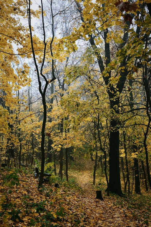 Fotos de stock gratuitas de arboles, bosque, caer