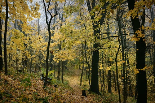 Immagine gratuita di alberi, ambiente, autunno