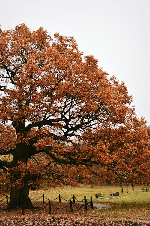 Photos gratuites de arbres, automne, champ