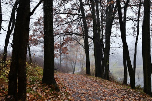 Fallen Leaves on a Footpath in a Foggy Autumn Park