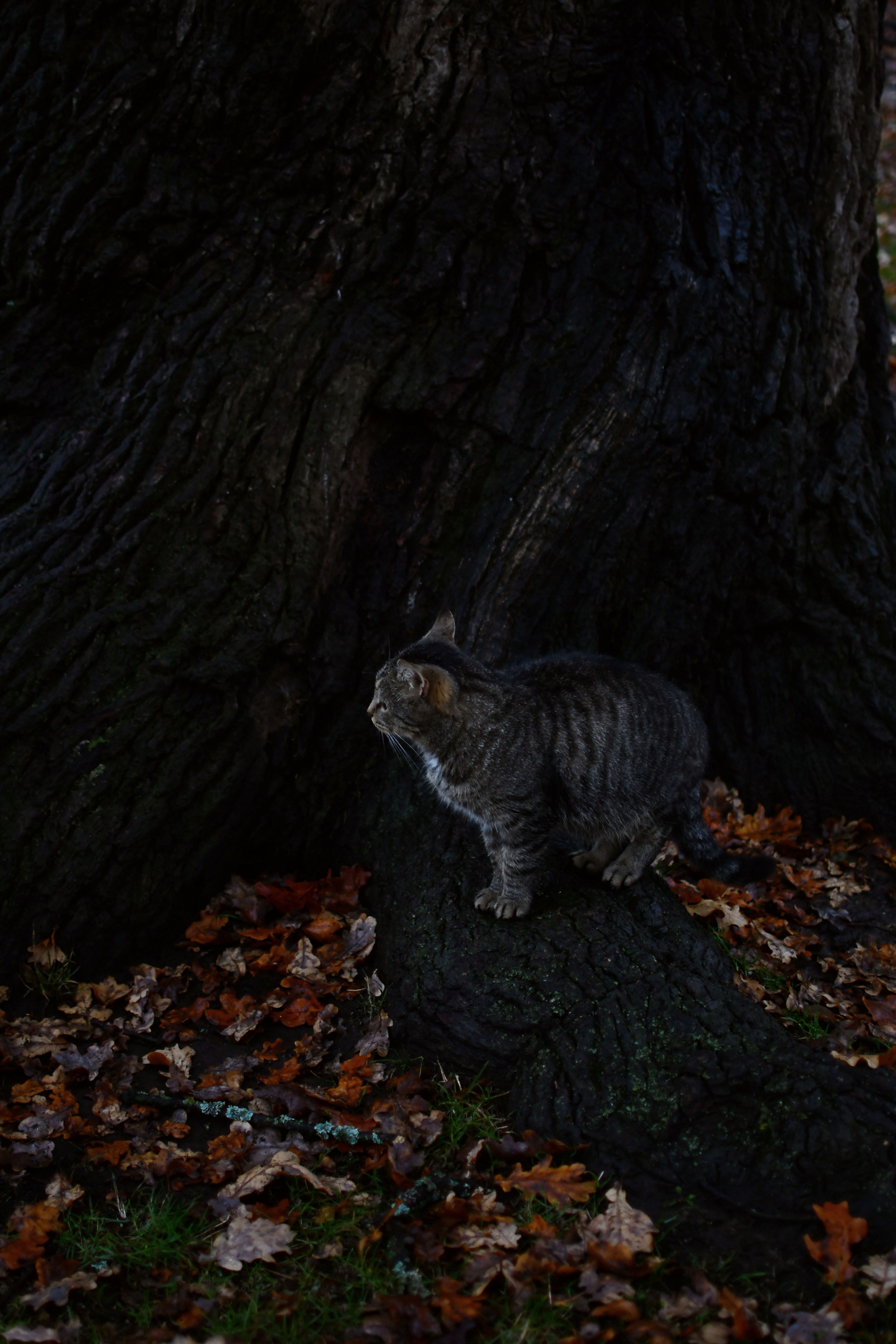Tabby Cat Standing on a Tree Root · Free Stock Photo