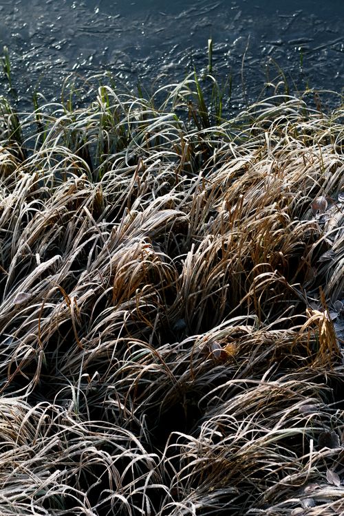 Free Intricate frost-covered grasses along a frozen riverbank in Saint Petersburg, Russia. Stock Photo