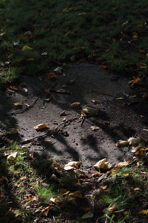 パーク, 乾いた葉, 地面の無料の写真素材