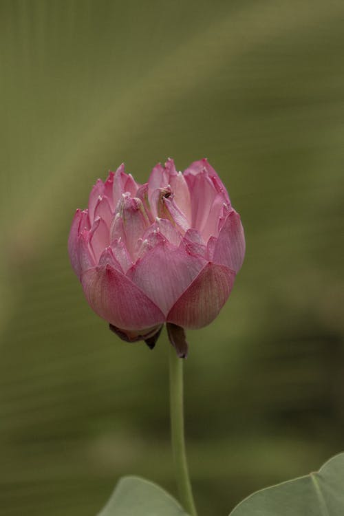 热辣, 花, 荷花 的 免费素材图片