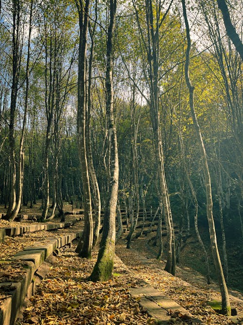 Fotos de stock gratuitas de arboles, brillante, caer