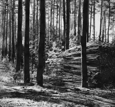 A black and white photo of a wooded area