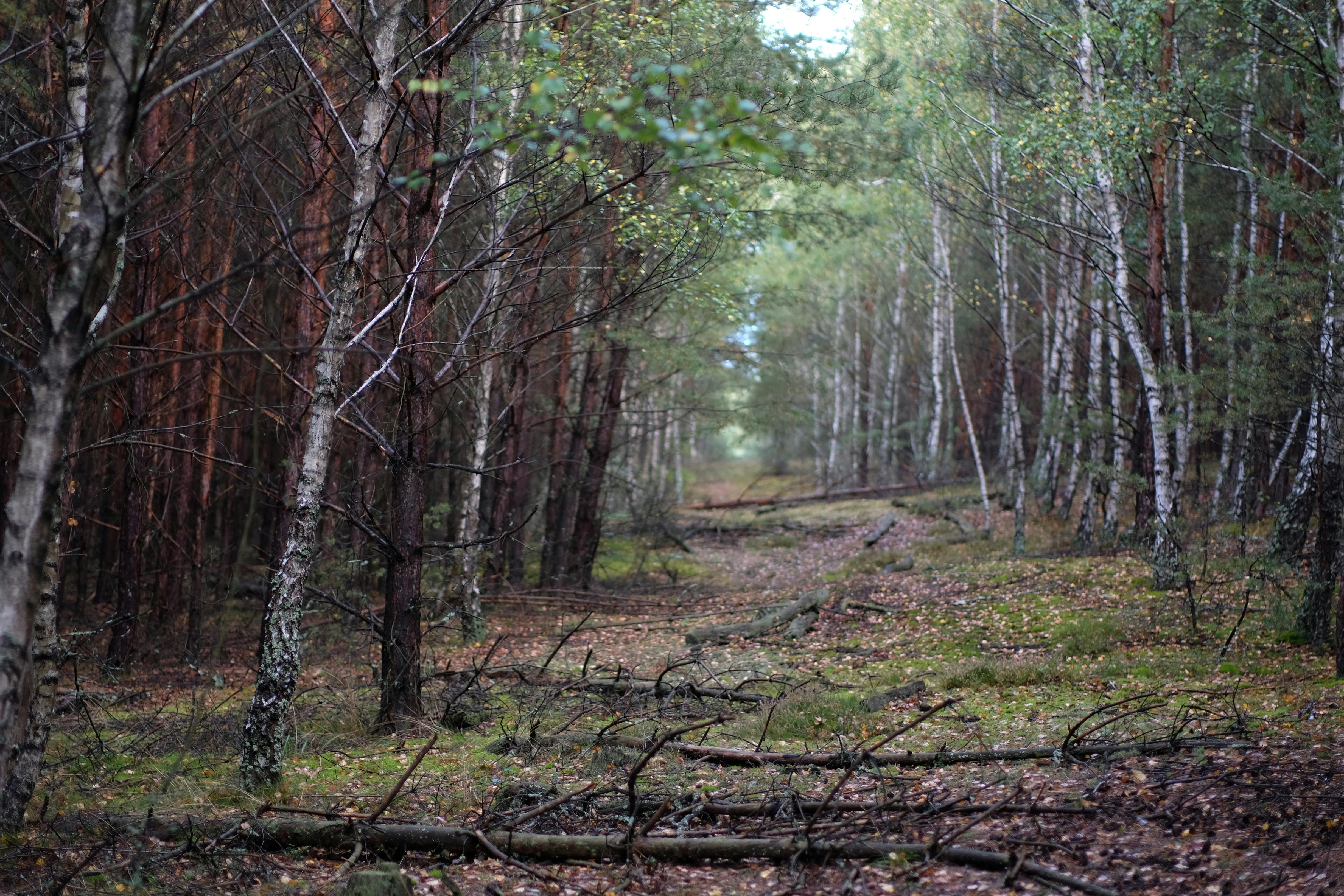 A forest path with trees and fallen leaves