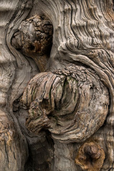 Detailed view of textured tree bark with knots and weathering patterns.