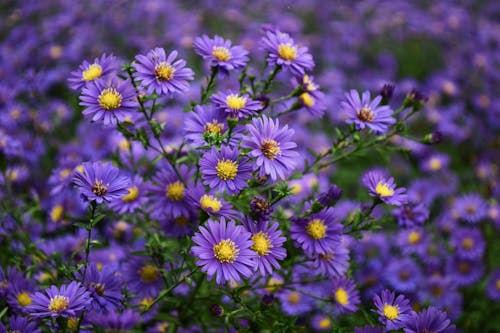 Fleur Violette Et Jaune