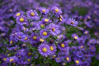 阳光下，户外田野里盛开的紫色紫菀充满活力的特写镜头