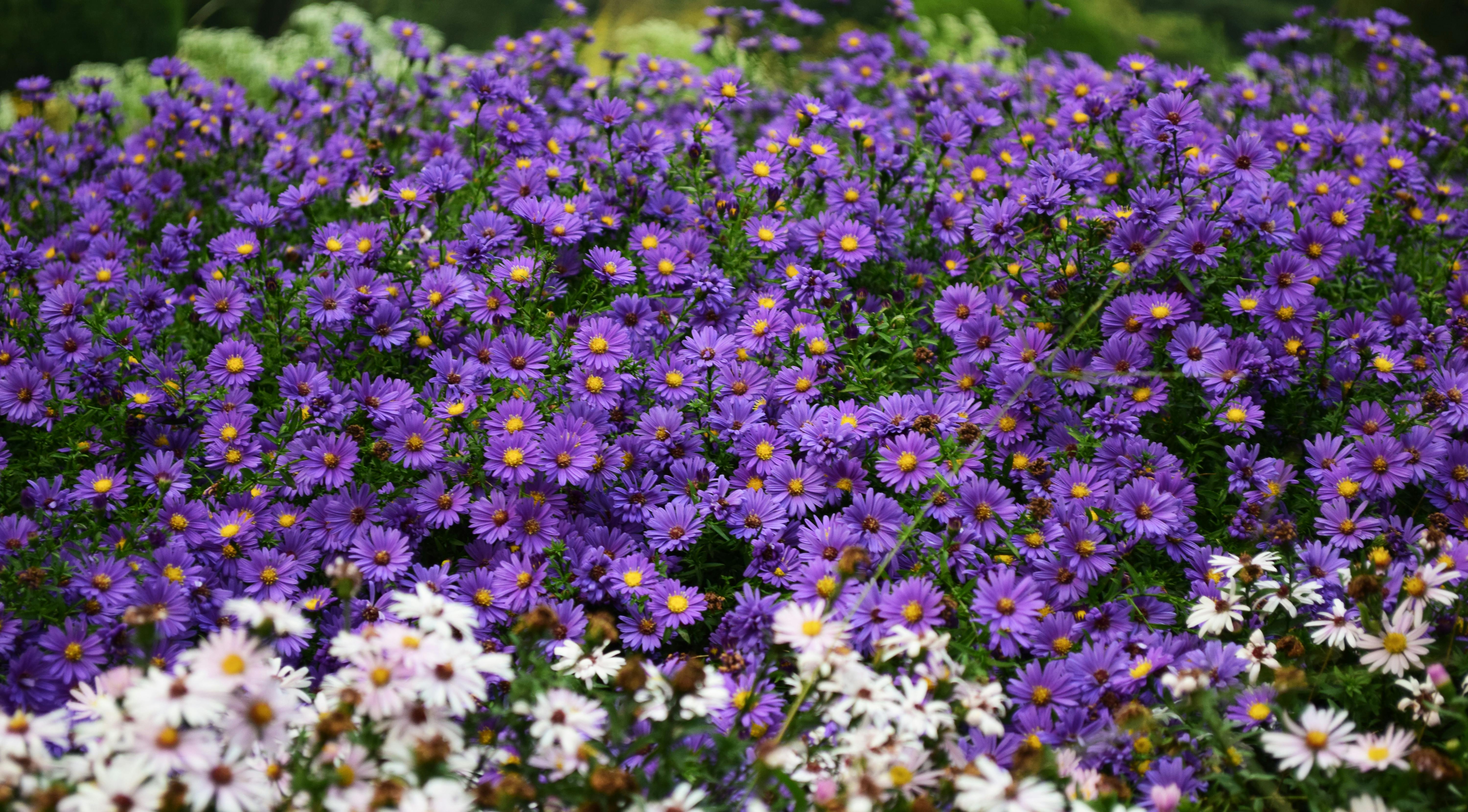 Fleurs Pétales Blanches Et Violettes Pendant La Journée · Photo gratuite