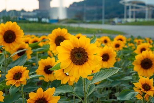 Close-up of Sunflowers 