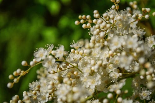 Kostnadsfri bild av blommor, flora, gren