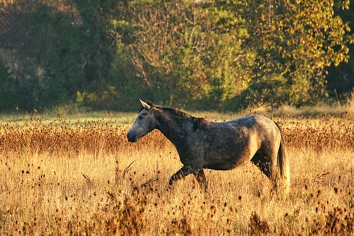 Δωρεάν στοκ φωτογραφιών με αγροτικός, άλογο, Ανατολή ηλίου