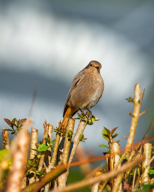 Redstart Perching on a Twig